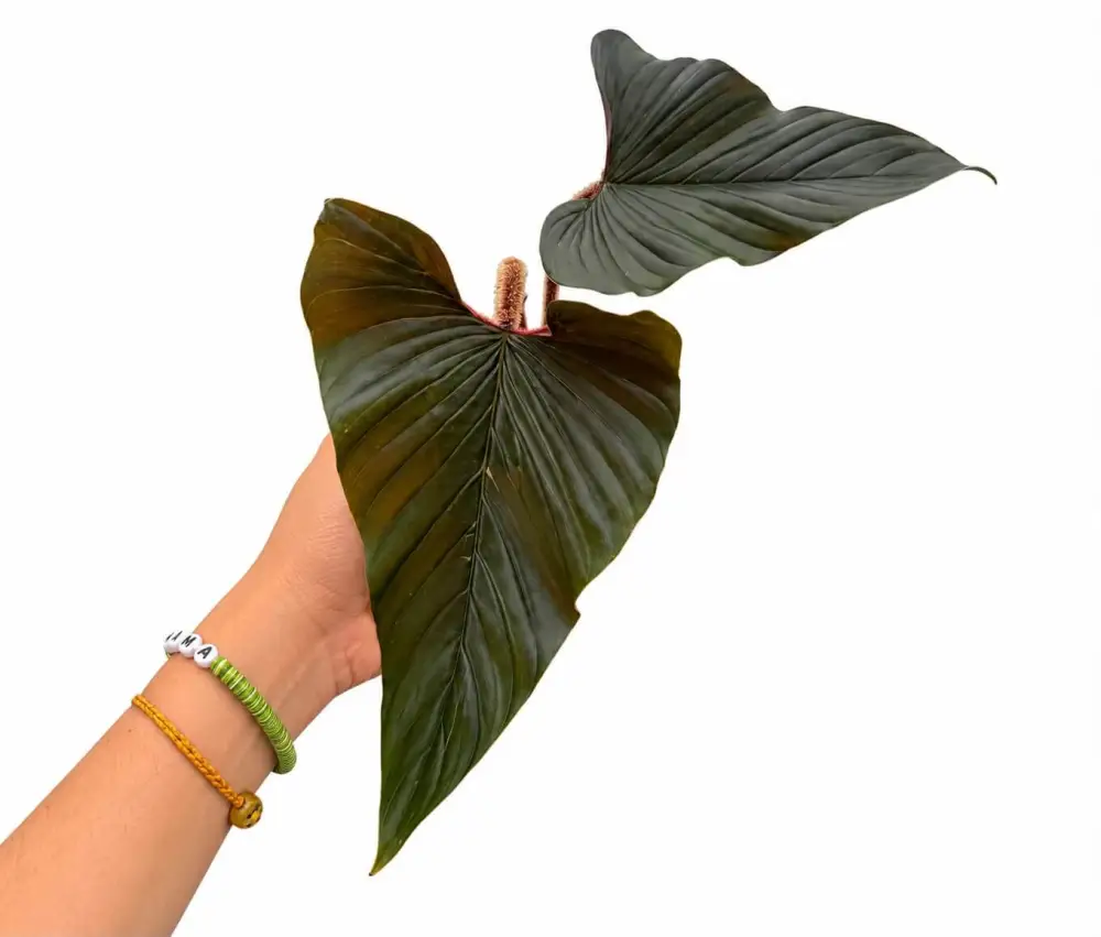 Philodendron Squamicuale Plant