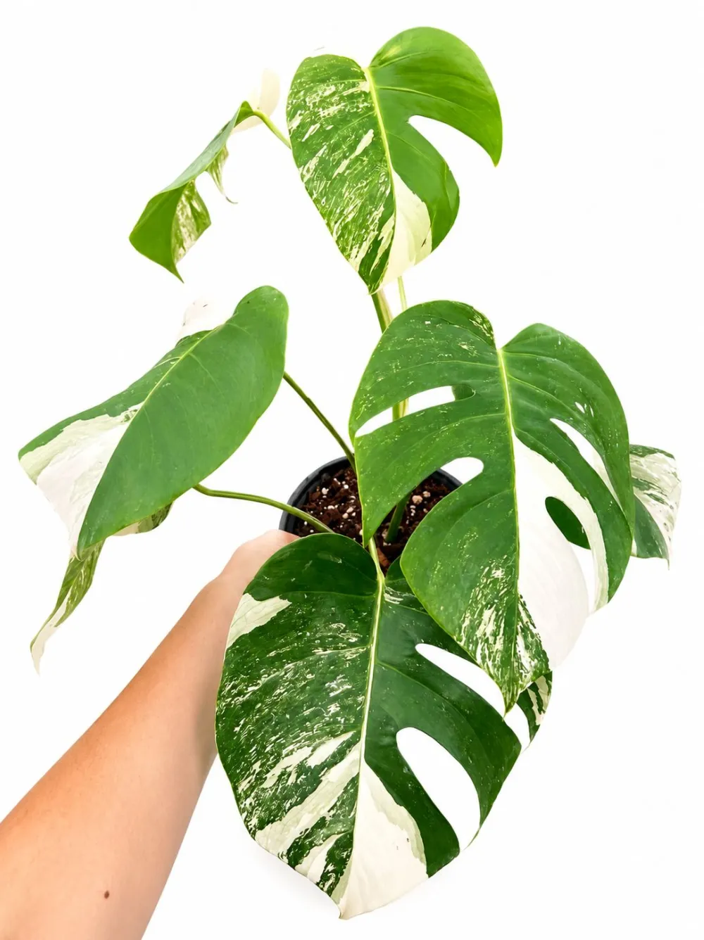 Indoor Monstera Albo Plant