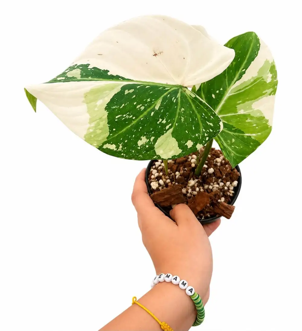 Philodendron Gloriosum Variegated Plant