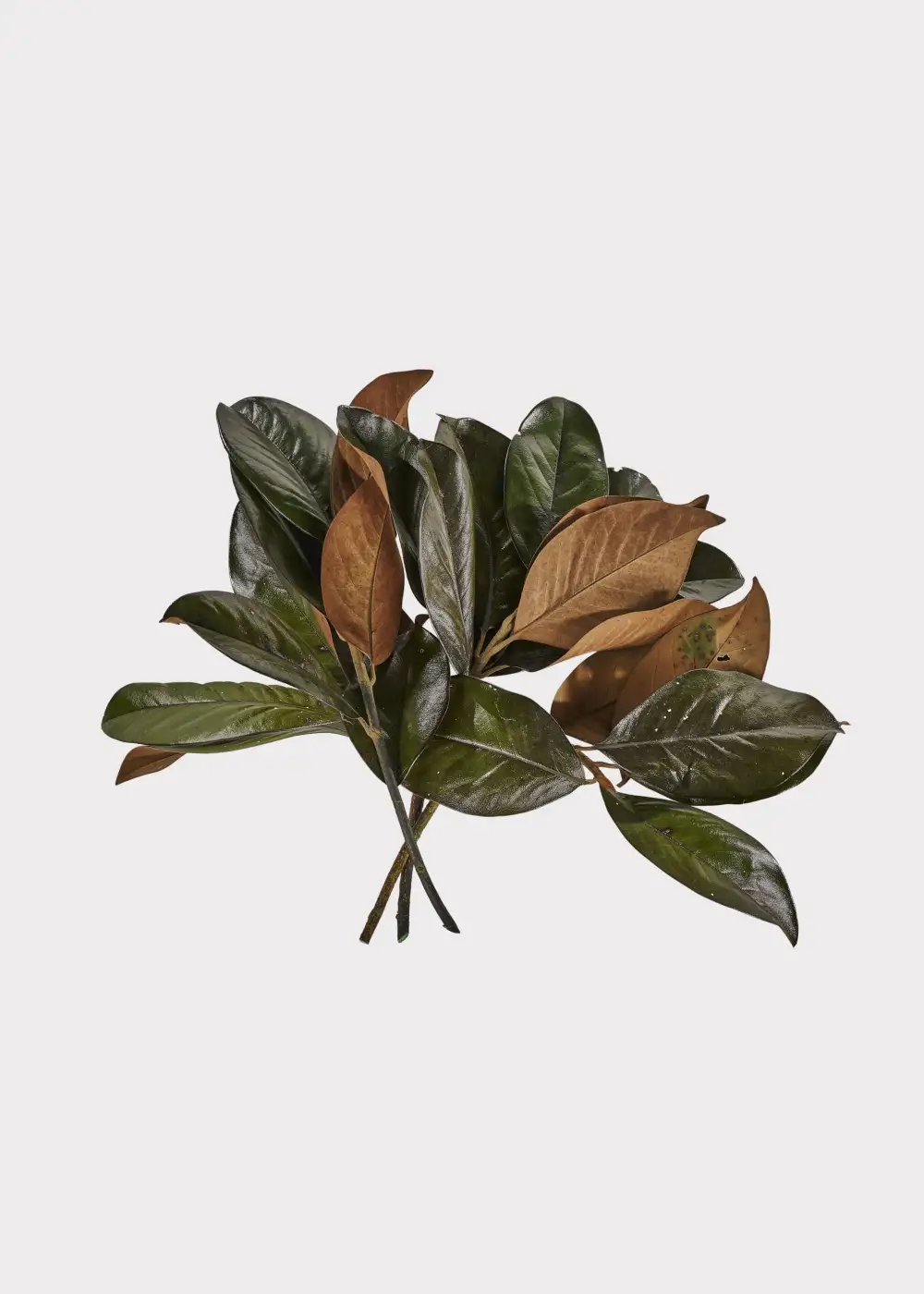 Preserved Magnolia Leaf Stems Bundle