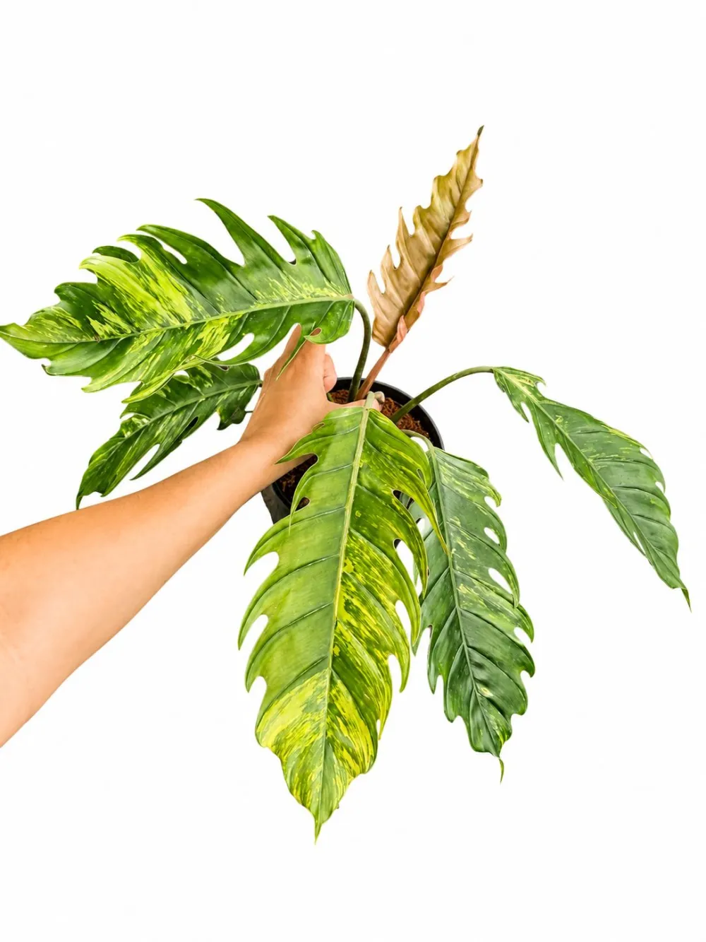 Philodendron Caramel Marble Plant