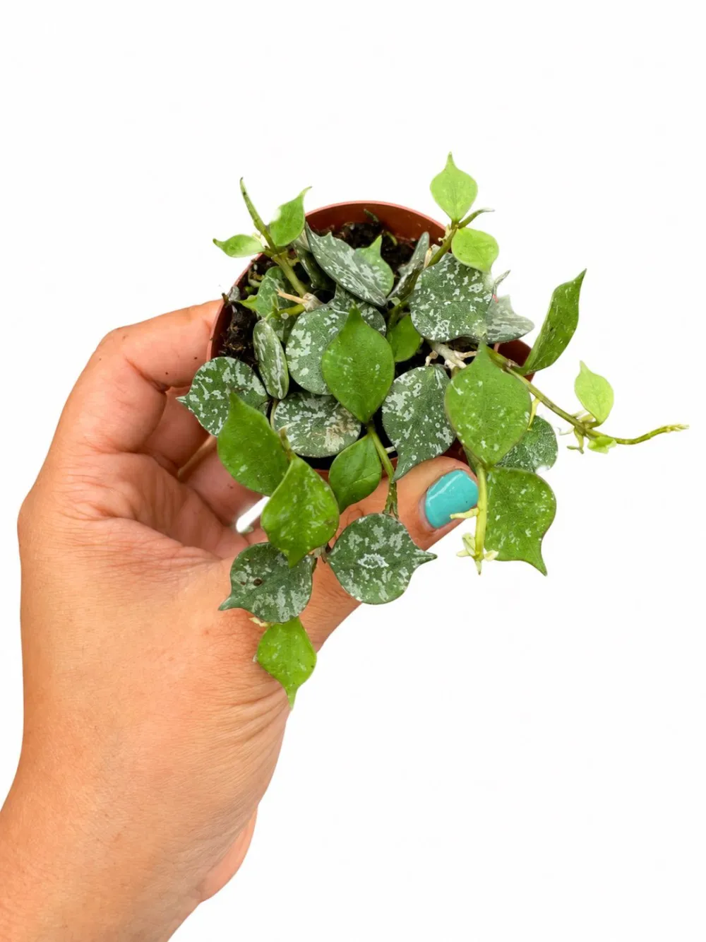 Hoya Curtisi Plant