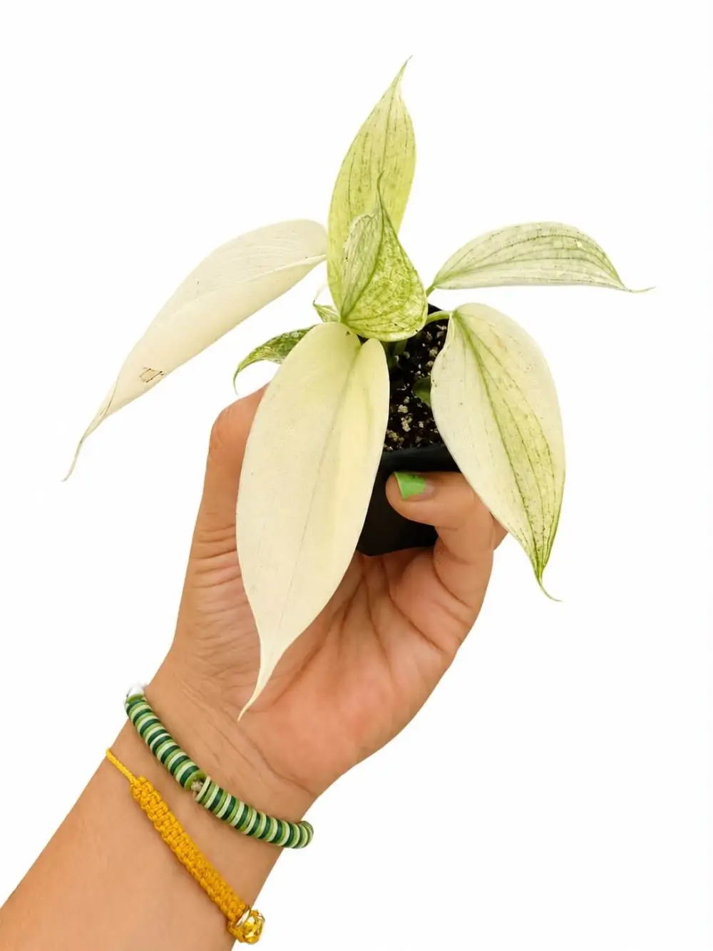 Philodendron Florida Ghost Plant